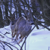 hm.....spravil som chybu.