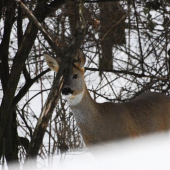 skovaní neskovaní idem