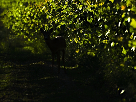 Vinohrady  na večer