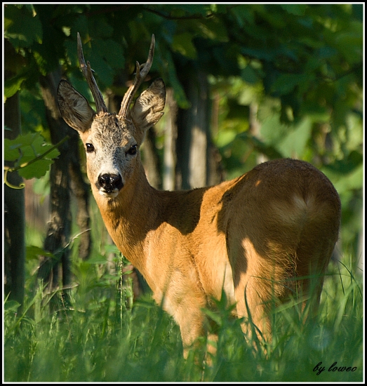 Ucháň