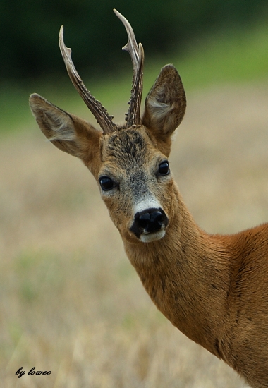 Halllóóó  je tu niekto ?