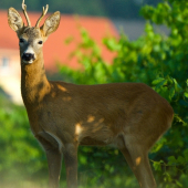 ...........................