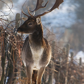 dnešný kamoš s predu
