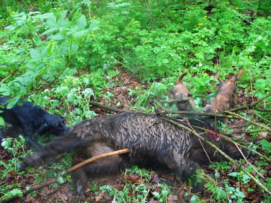 Dohledaný- dostřelený