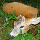 Jednotka