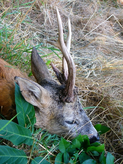 Srnec III.v.t. Jížní Morava