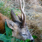 Srnec III.v.t. Jížní Morava