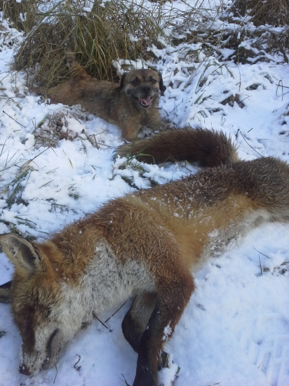 Norování 4.1.2015 po 20min.vyběhl lišák....