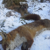 Norování 4.1.2015 po 20min.vyběhl lišák....