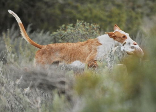 lov s podengami alborache