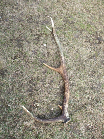 Toto som vytiahol spod lístia