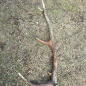 Toto som vytiahol spod lístia