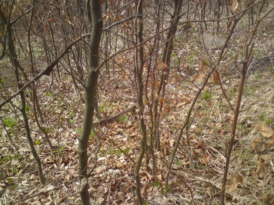 To asi konár nebude