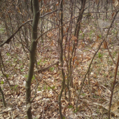 To asi konár nebude