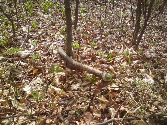 Predsa to bol paroh osmačik