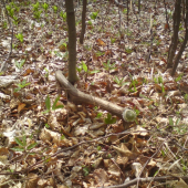 Predsa to bol paroh osmačik