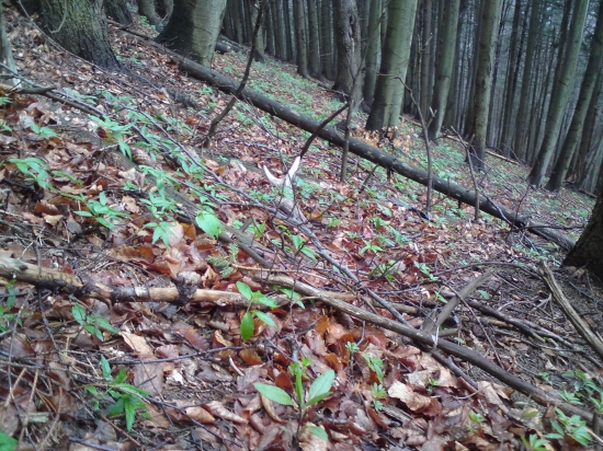 Čo to tam trčí spod lístia