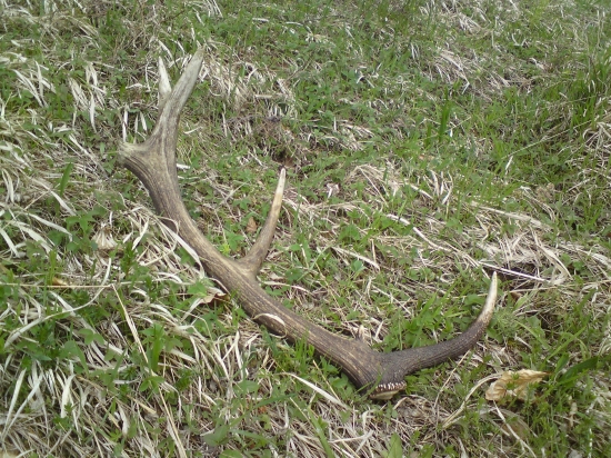 Dneskajší 12-torak