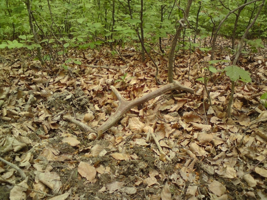 Dnes po 20 minútach chodenia sa usmialo šťastie