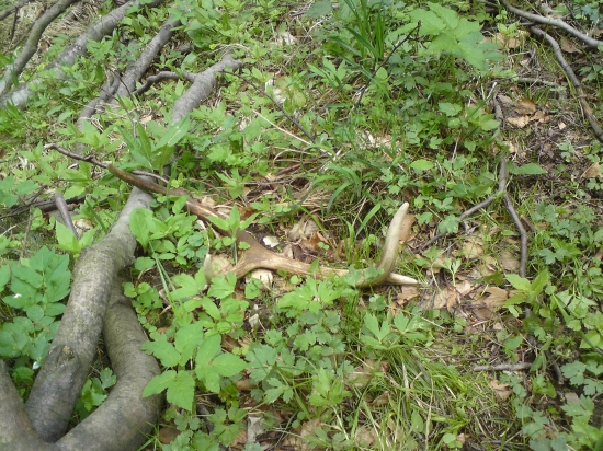 Našiel som ho až keď som naň stúpil