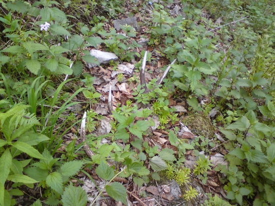 Keď srdiečko podskočí