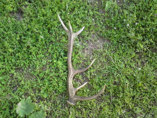 Včerajší 12-torak