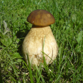 Malý valibuk