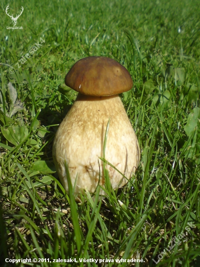 Malý valibuk