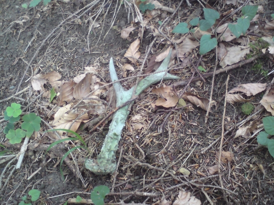 Keď už huby neboli tak aspoň som nešiel naprázdno