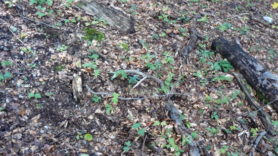 Popri ruji sa podarilo 30 v tohtoročnej sezóne