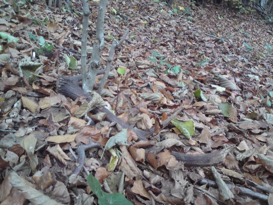 Diviaky ho nasli skôr