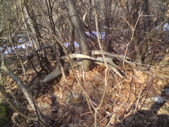 Dnešný raritný 14 torak