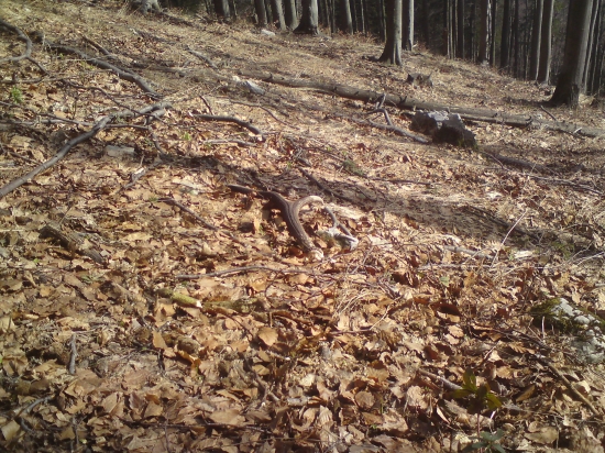 Dnes ďalší do paru