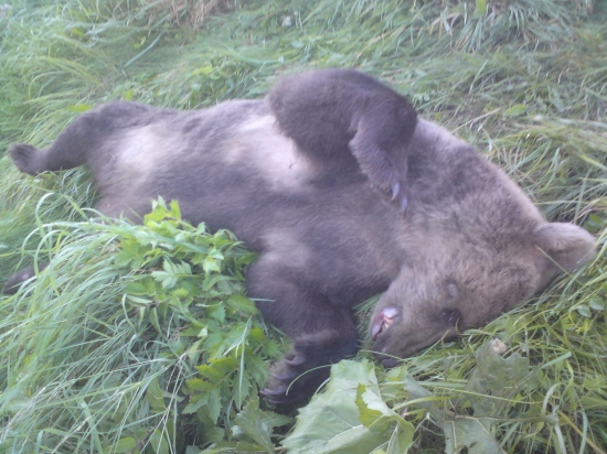 Škoda mládata uz nedochová