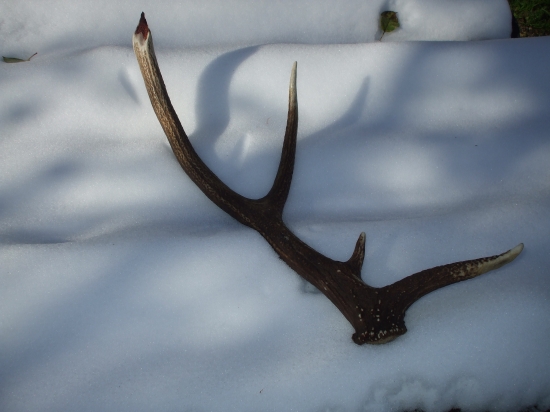 Na poľovačke sa pošťastelo