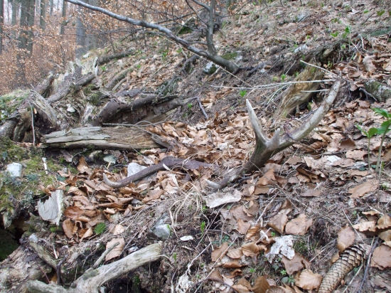 Po dvoch rokoch som ho konečne našiel