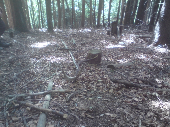 Pri chodníku sa zadarelo