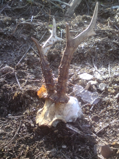 Popri robote sa pošťastilo