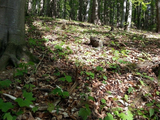Cestou domov sa predsa zadarelo