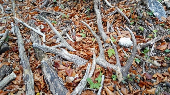 Biely skoro ako drevo