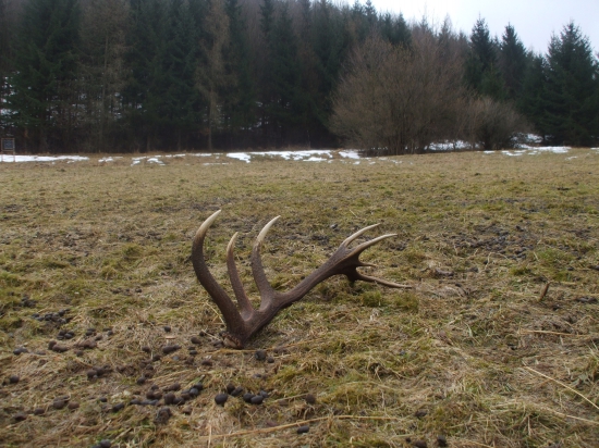 Ranné prekvapenie na lúke
