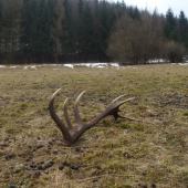 Ranné prekvapenie na lúke