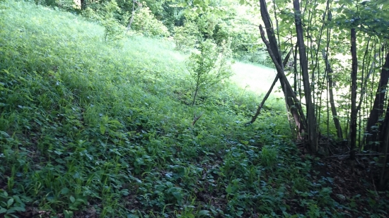 Čo to tam trčí z trávi