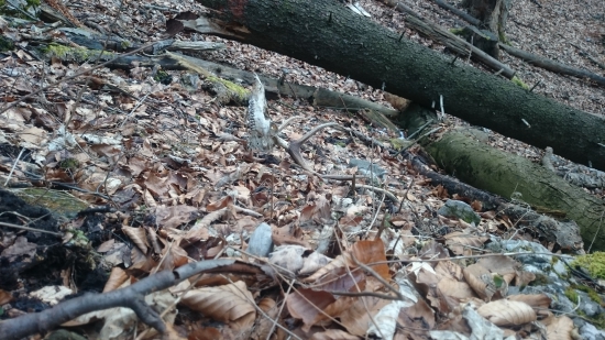 Rok som chodil okolo neho