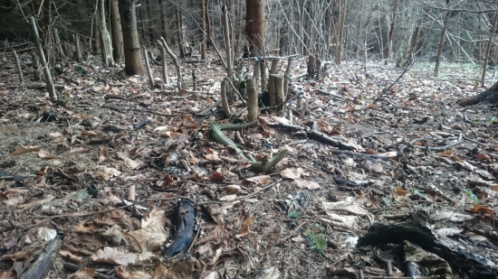 Zelenáč na okraji húštiny