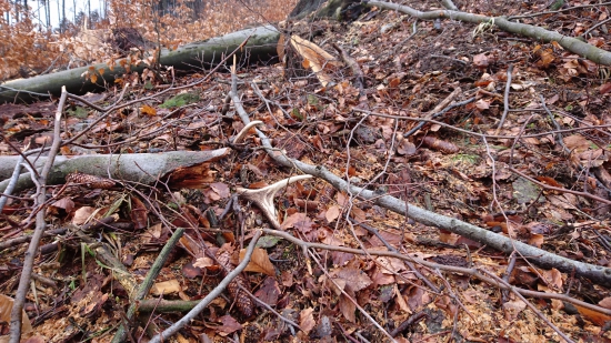 Pilcici ho prehliadli