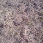 Škoda že ho zmulčovali