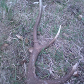 Kamarátov dneskajší