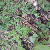 Ten pohľad stoji za to