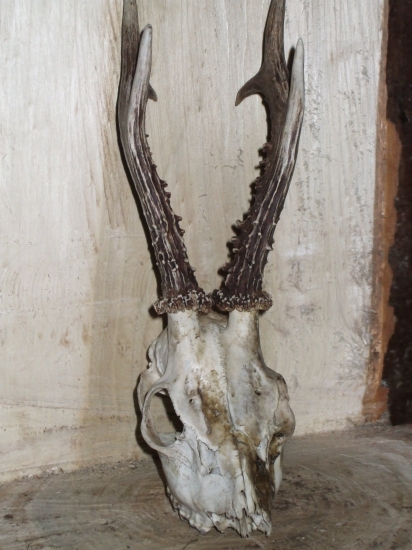 Kamarátov úhyn nájdený pri práci v lese